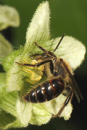 Andrena florea, M (2) Andrena florea, M