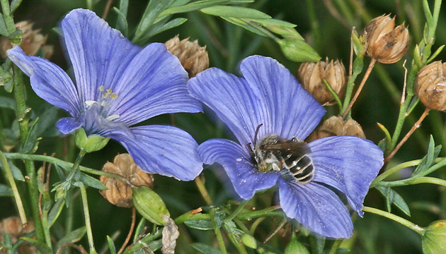 Schlürfbiene Rophites, M Schlürfbiene Rophites, M