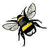 Dunkle Erdhummel Dunkle Erdhummel