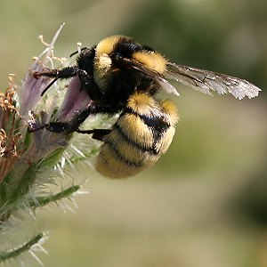 Bombus armeniacus, A Bombus armeniacus, A