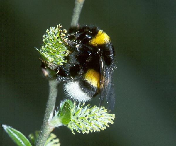 Bombus lucorum, W N