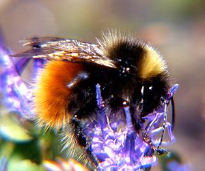 Hummel-Arten: Bombus monticola bzw. lapponicus