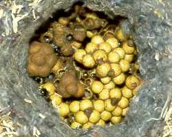 Ackerhummel-Nest