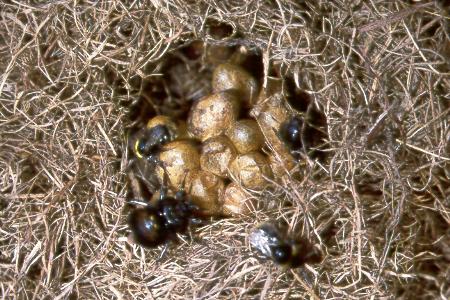 Bombus pratorum, Nest