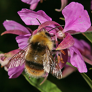 Bombus pratorum, M