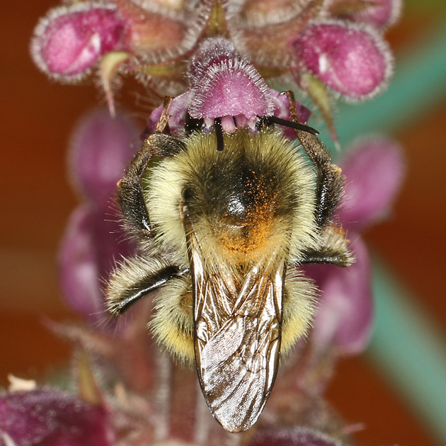 Bombus sylvarum, A an Waldziest (3)