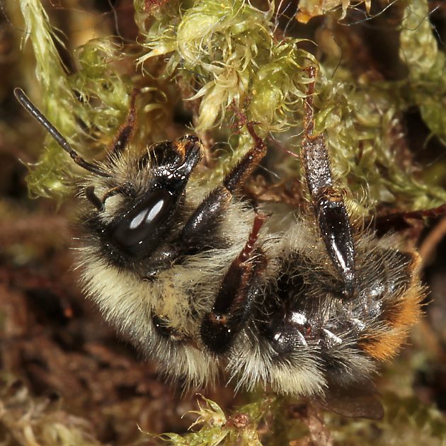 Bombus sylvarum, A