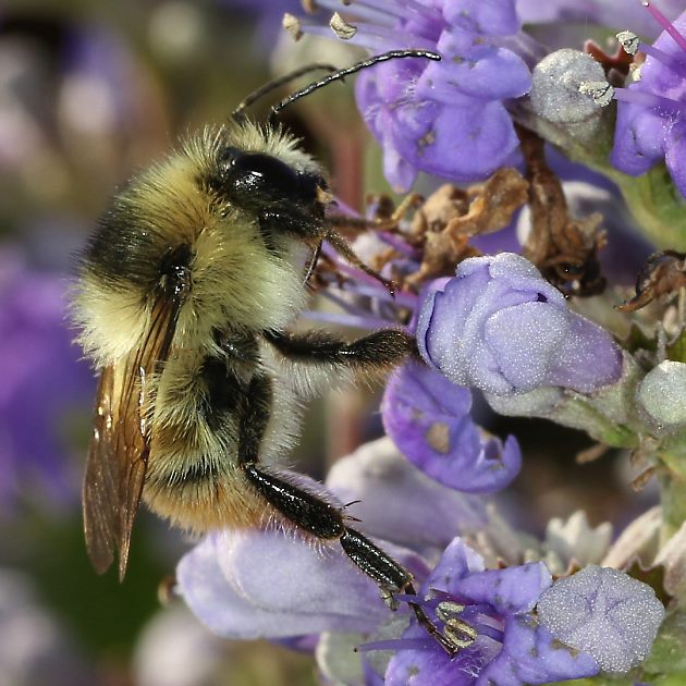 Bombus sylvarum, M