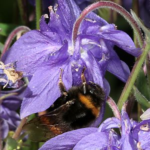 Bombus terrestris, W: Nektarraub (1)