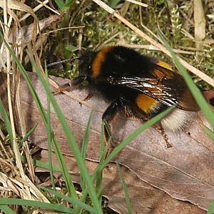 Bombus terrestris auf Nistplatzsuche