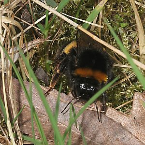 Bombus terrestris auf Nistplatzsuche