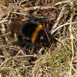 Hummel-Arten: Bombus Terrestris Auf Nistplatzsuche