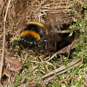 Hummel-Arten: Bombus Terrestris Auf Nistplatzsuche