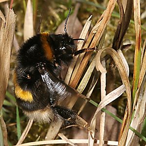 Hummel-Arten: Bombus Terrestris Auf Nistplatzsuche