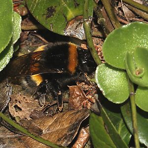 Bombus terrestris auf Nistplatzsuche