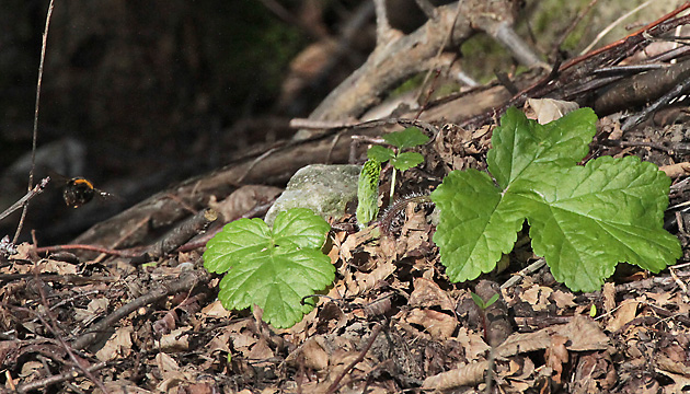 Bombus terrestris: Nestsuche