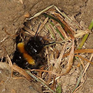 Hummel-Arten: Bombus Terrestris Am Nesteingang