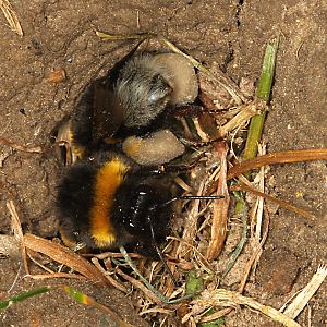 Bombus terrestris am Nesteingang