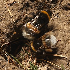 Bombus terrestris am Nesteingang