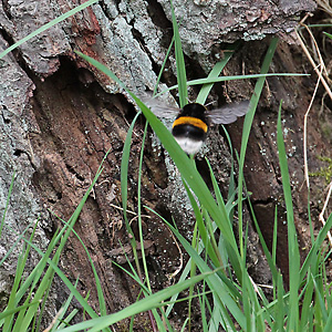 Bombus terrestris auf Nistplatzsuche