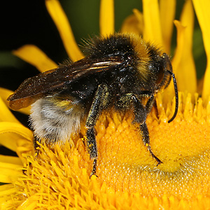 Bombus vestalis, M