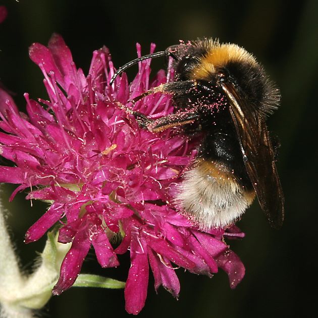 Bombus vestalis, M