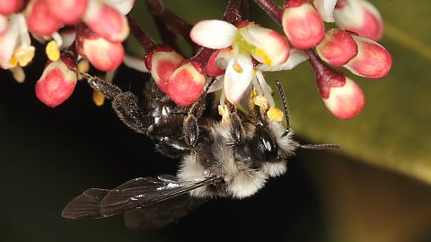 Andrena cineraria, W
