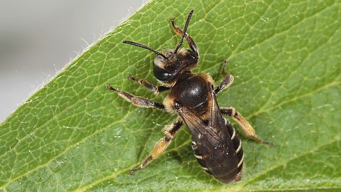 Erdbiene Andrena ovatula, W