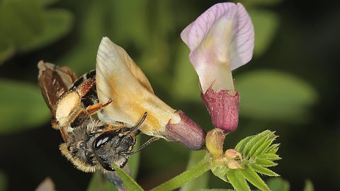 Erdbiene Andrena ovatula, W