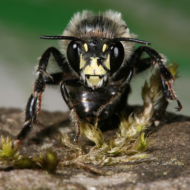 Anthophora aestivalis, M