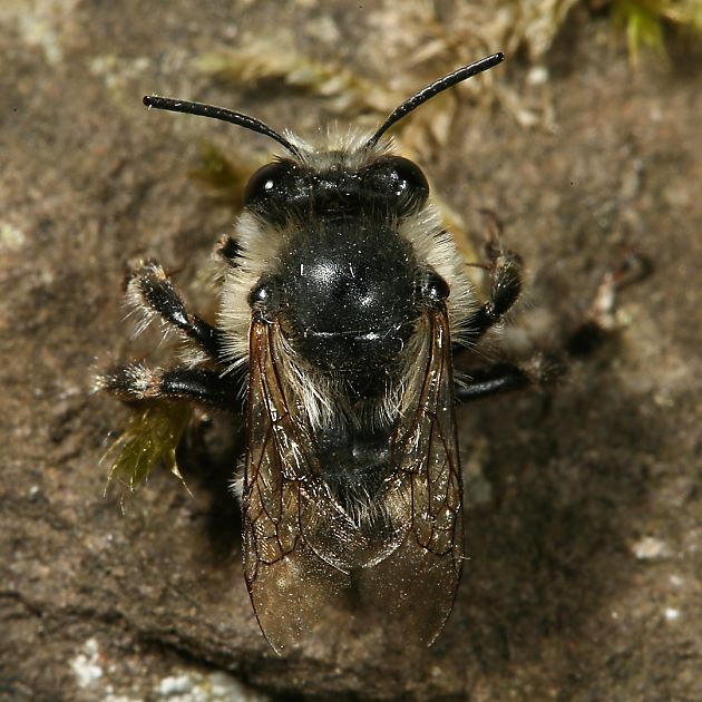 Anthophora aestivalis, M