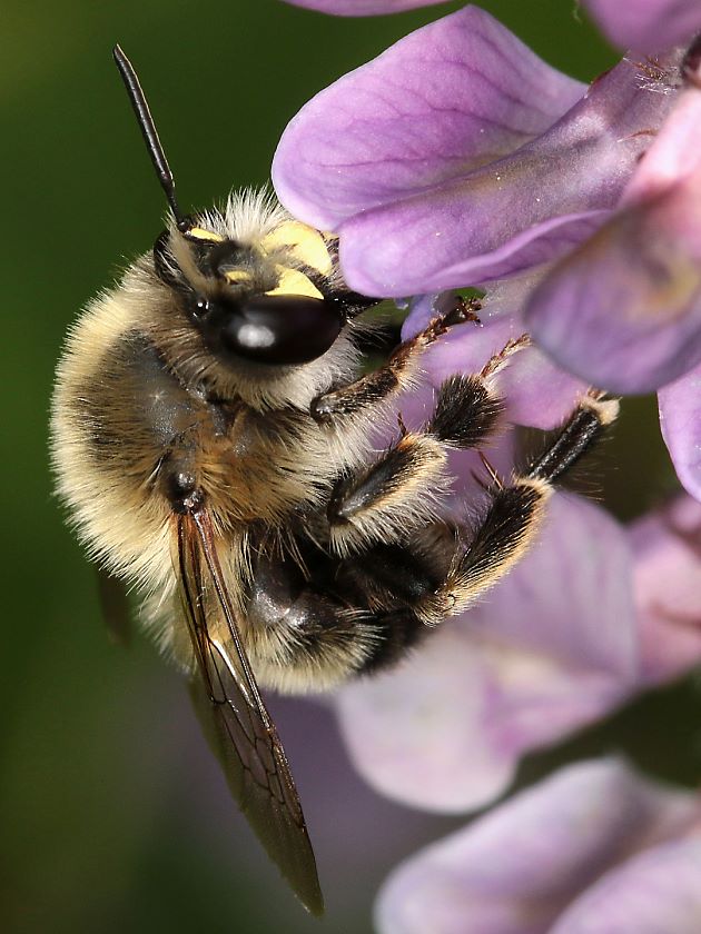 Anthophora aestivalis, M