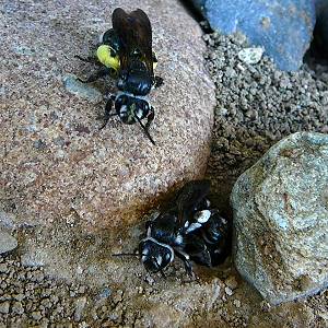 Andrena agilissima: 3 Weibchen