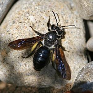 Andrena agilissima, W