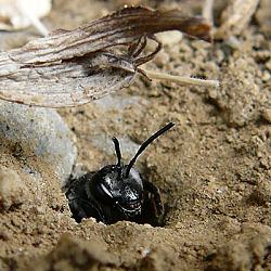 Andrena agilissima im Nesteingang
