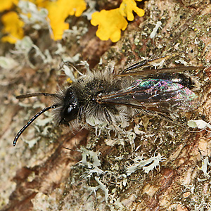 Andrena apicata, M