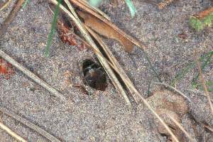 Sandbiene: Andrena barbilabris