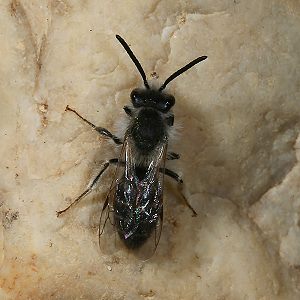 Sandbiene: Andrena barbilabris, M