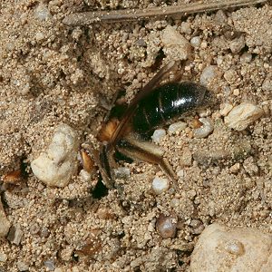 Andrena barbilabris, W: Eintauchen in den Sand (1)