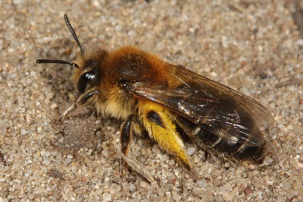 Andrena barbilabris, W
