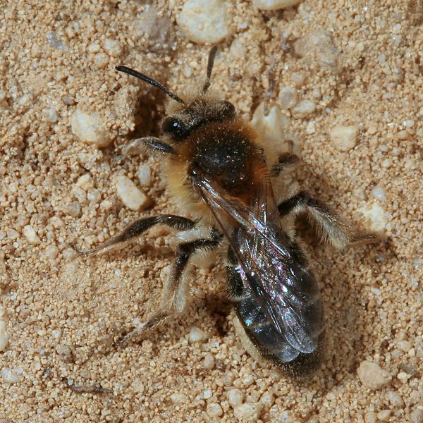 Andrena barbilabris, W