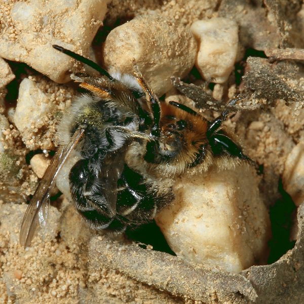 Andrena barbilabris, MW