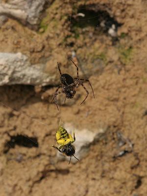 Spinne und Andrena bicolor, 1