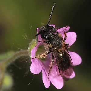 Andrena bicolor, M (2. Generation)