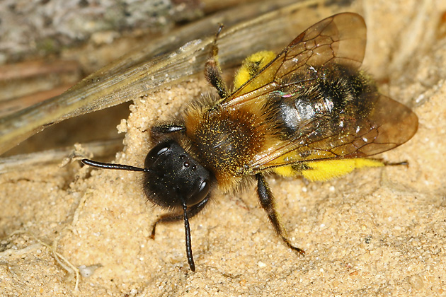 Andrena bicolor, W
