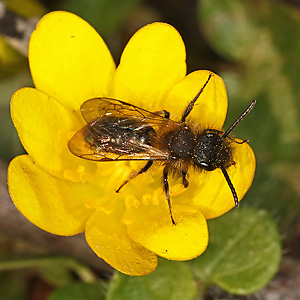 Andrena bicolor, M (1. Generation)