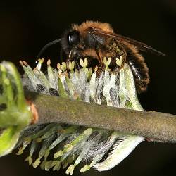Zweifleck-Erdbiene (Andrena bimaculata), M