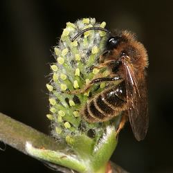 Sandbiene Andrena bimaculata, M