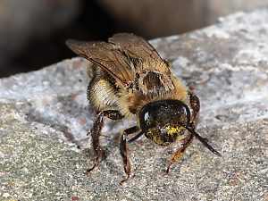 Andrena scotica, W, vor dem Nest