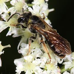 Goldbeinige Sandbiene (Andrena chrysosceles), W